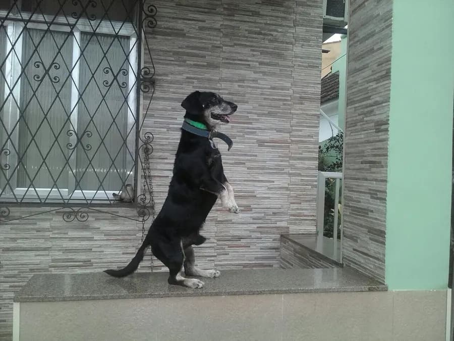 La foto di un cane nero in piedi.